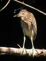 Bihoreau gris Nycticorax nycticorax