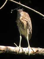 Bihoreau gris Nycticorax nycticorax