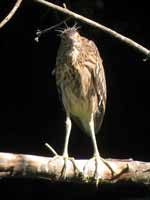 Bihoreau gris Nycticorax nycticorax