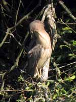 Bihoreau gris Nycticorax nycticorax