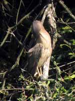 Bihoreau gris Nycticorax nycticorax