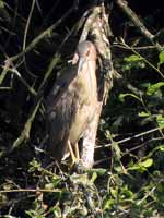 Bihoreau gris Nycticorax nycticorax