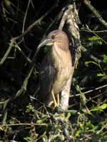 Bihoreau gris Nycticorax nycticorax