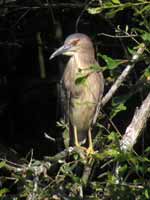 Bihoreau gris Nycticorax nycticorax