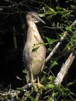 Bihoreau gris Nycticorax nycticorax