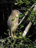 Bihoreau gris Nycticorax nycticorax