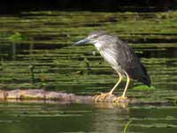 Bihoreau gris Nycticorax nycticorax