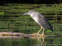 Bihoreau gris Nycticorax nycticorax