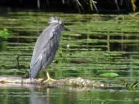 Bihoreau gris Nycticorax nycticorax