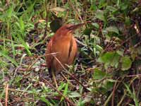 Blongios cannelle Ixobrychus cinnamomeus