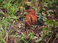 Blongios cannelle Ixobrychus cinnamomeus