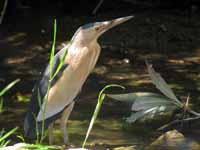 Blongios nain Ixobrychus minutus