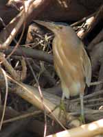 Blongios nain Ixobrychus minutus