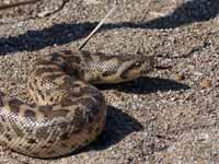 Boa  des sables Eryx jaculus