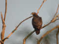 Bondrée orientale Pernis ptilorhynchus