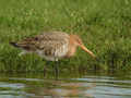 Barge à queue noire Limosa limosa