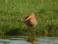 Barge à queue noire Limosa limosa