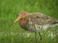 Barge à queue noire Limosa limosa