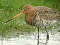 Barge à queue noire Limosa limosa