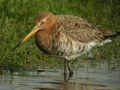 Barge à queue noire Limosa limosa