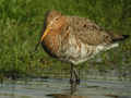 Barge à queue noire Limosa limosa