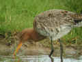 Barge à queue noire Limosa limosa