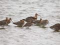 Barge à queue noire Limosa limosa