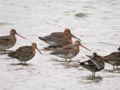 Barge à queue noire Limosa limosa