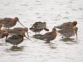 Barge à queue noire Limosa limosa