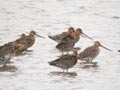 Barge à queue noire Limosa limosa