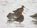 Barge à queue noire Limosa limosa