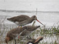 Barge à queue noire Limosa limosa