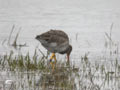 Barge à queue noire Limosa limosa