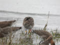 Barge à queue noire Limosa limosa