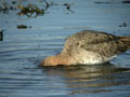 Barge à queue noire Limosa limosa