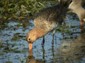 Barge à queue noire Limosa limosa