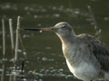 Barge à queue noire Limosa limosa