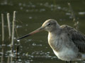 Barge à queue noire Limosa limosa