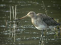 Barge à queue noire Limosa limosa