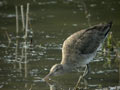 Barge à queue noire Limosa limosa