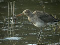 Barge à queue noire Limosa limosa