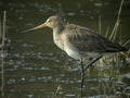 Barge à queue noire Limosa limosa