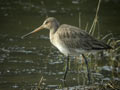 Barge à queue noire Limosa limosa