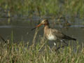 Barge à queue noire Limosa limosa