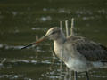 Barge à queue noire Limosa limosa