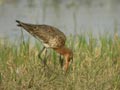 Barge à queue noire Limosa limosa