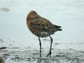 Barge à queue noire Limosa limosa