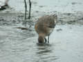 Barge à queue noire Limosa limosa