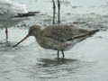 Barge à queue noire Limosa limosa