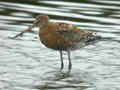 Barge à queue noire Limosa limosa